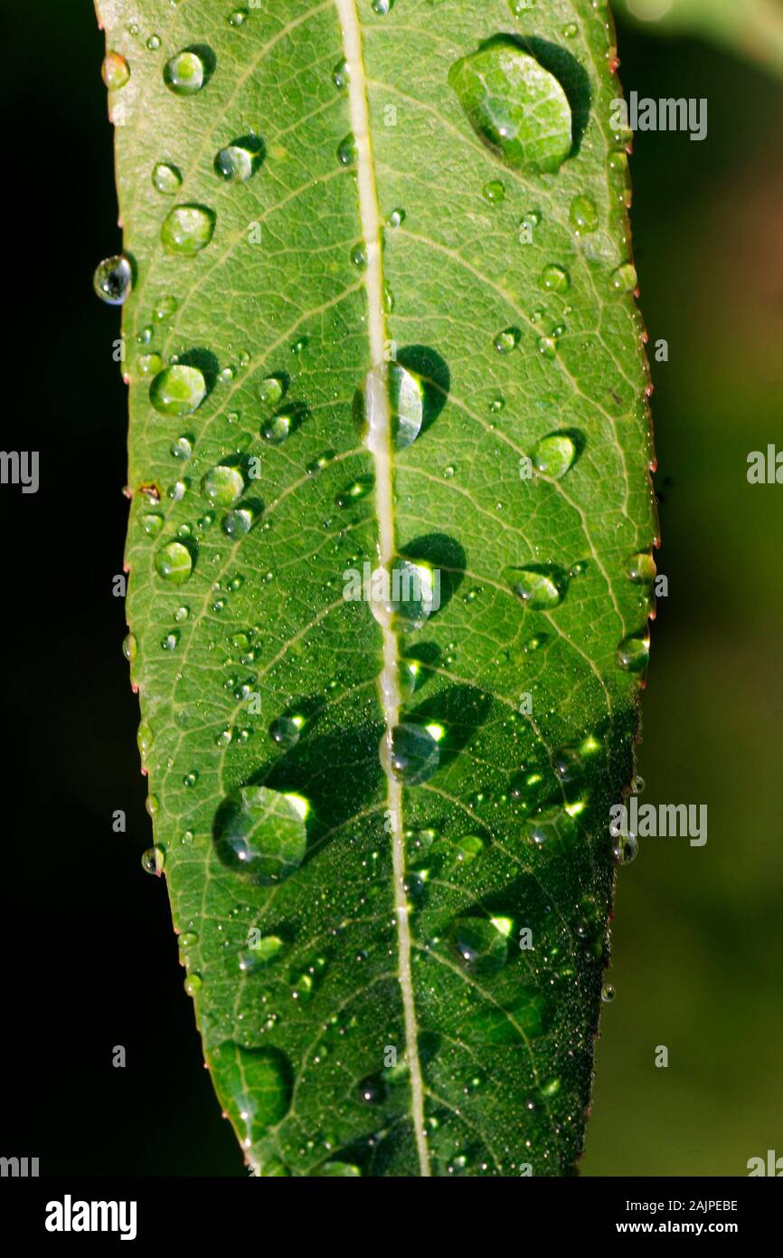 Morning dew on the willow leaf Stock Photo