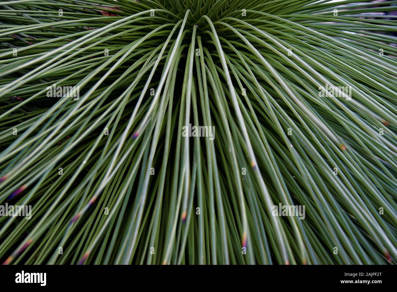 Yucca queretaroensis is a plant species in the genus Yucca, family Asparagaceae, native to the Sierra Madre Occidental of Mexico. Stock Photo
