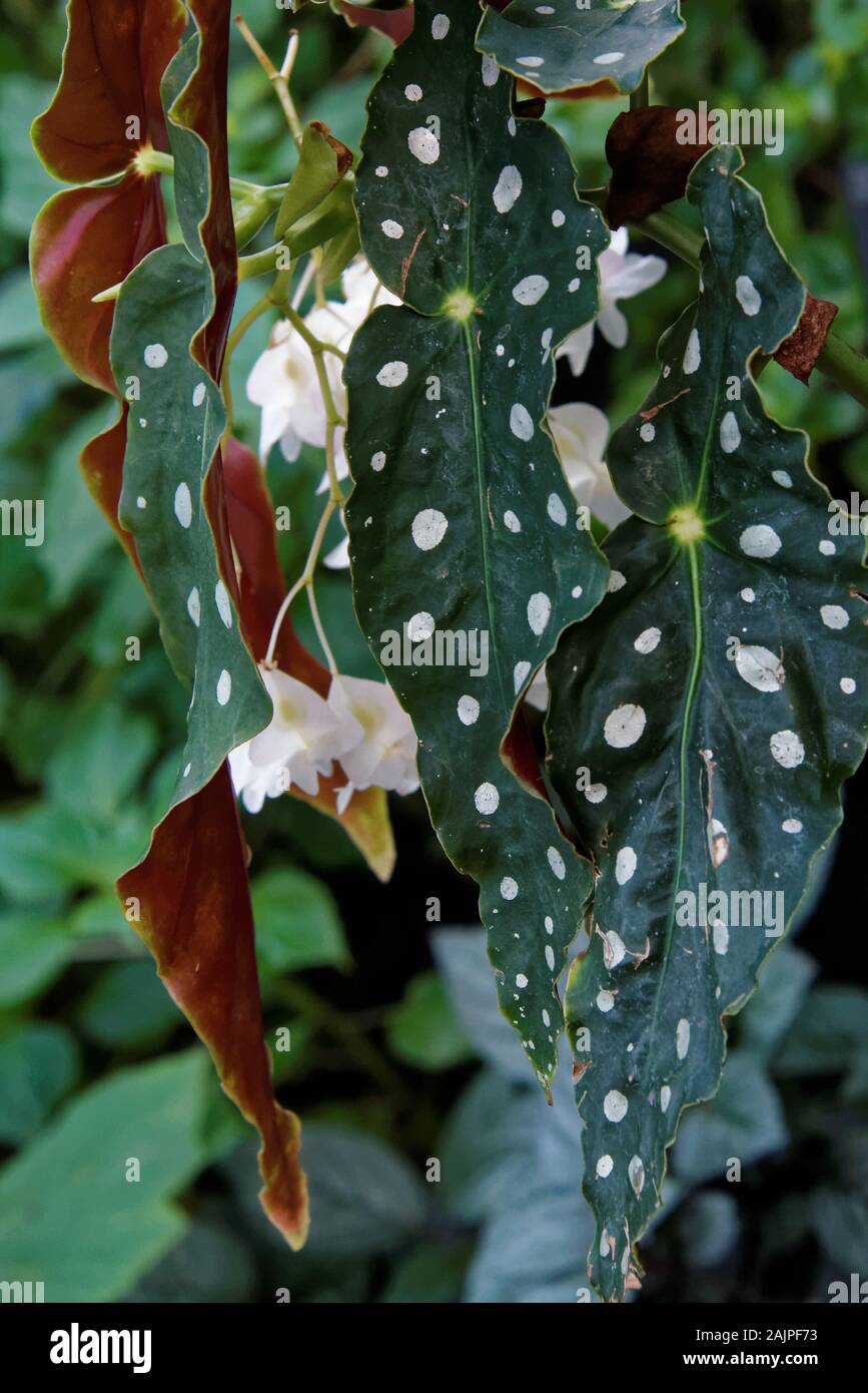 Begonia Maculata commonly referred to as the Polka dot Begonia, is undoubtedly one of the most strikingly gorgeous species of indoor plants. Stock Photo