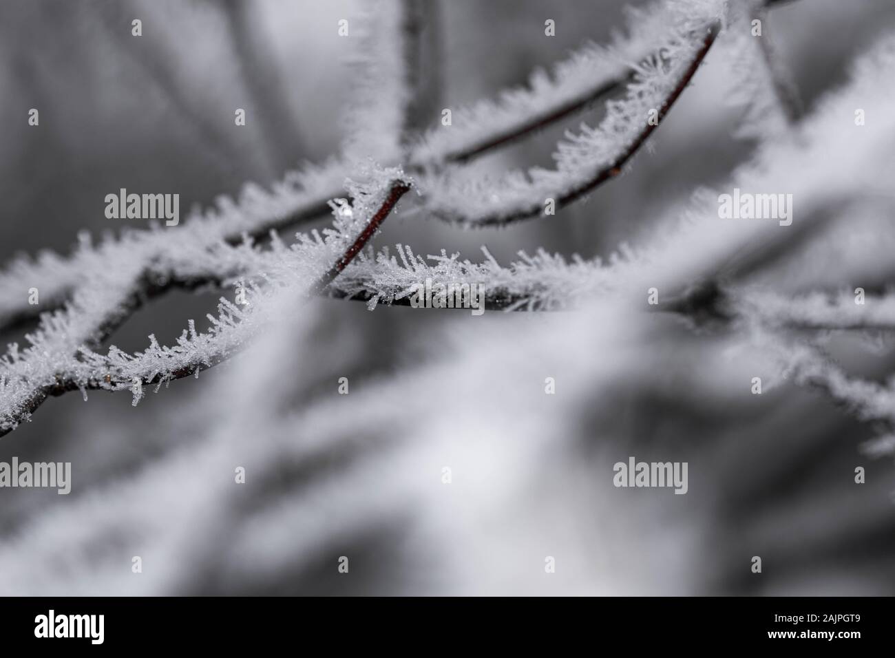 Many tree branches beautifully hi-res stock photography and images - Alamy