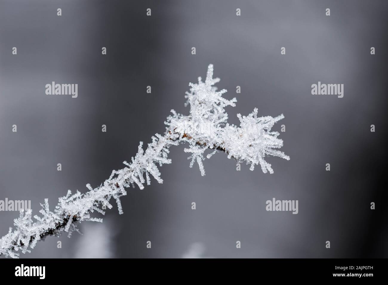 Thin and feeble tree branch covered in frost, on a cold January morning Stock Photo