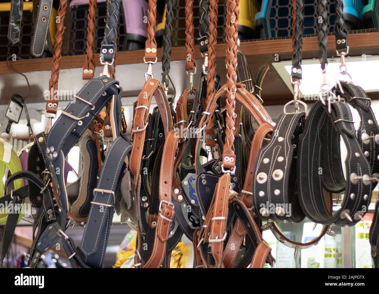 dog belt for sale