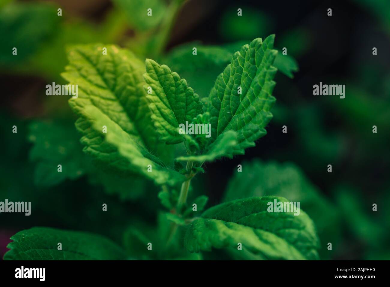 Closeup of a delicious herbal mint plant with green leaves and fresh taste, perfect for cocktails and food, growing on a balcony shining in the sun. S Stock Photo