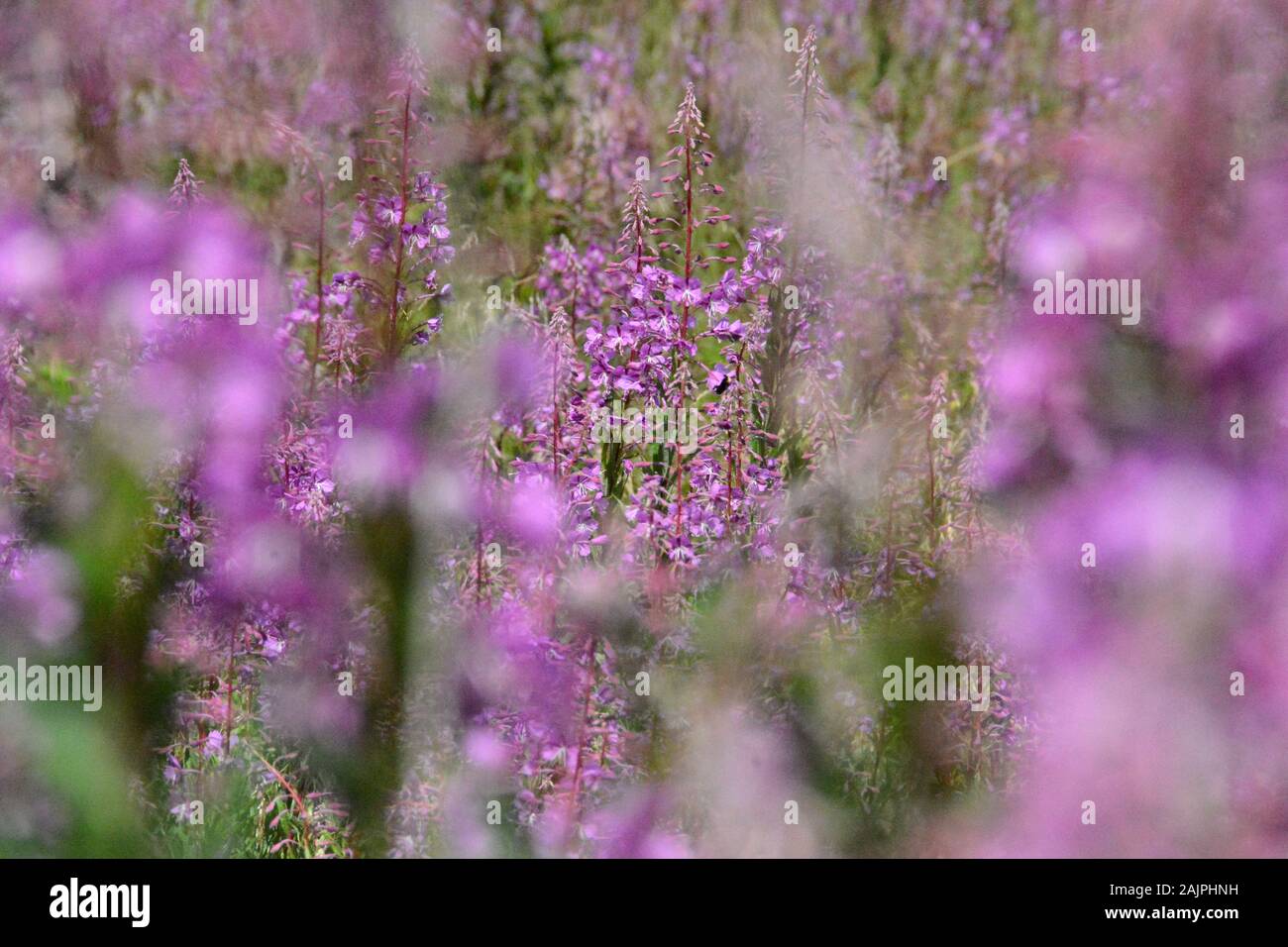 visiting Styrian mountains Stock Photo - Alamy