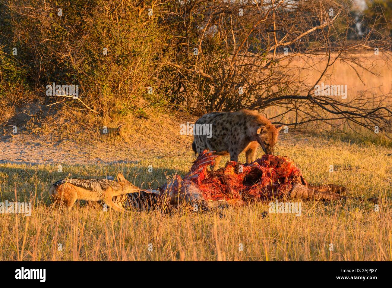 Spotted Hyena, Crocuta crocuta, and Black-backed Jackal, Canis mesomelas, at a kill, Bushman Plains, Okavanago Delta, Botswana Stock Photo