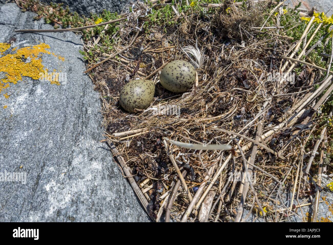 Larus. Gull eggs in a nest of reeds, natural environment background. Stock Photo