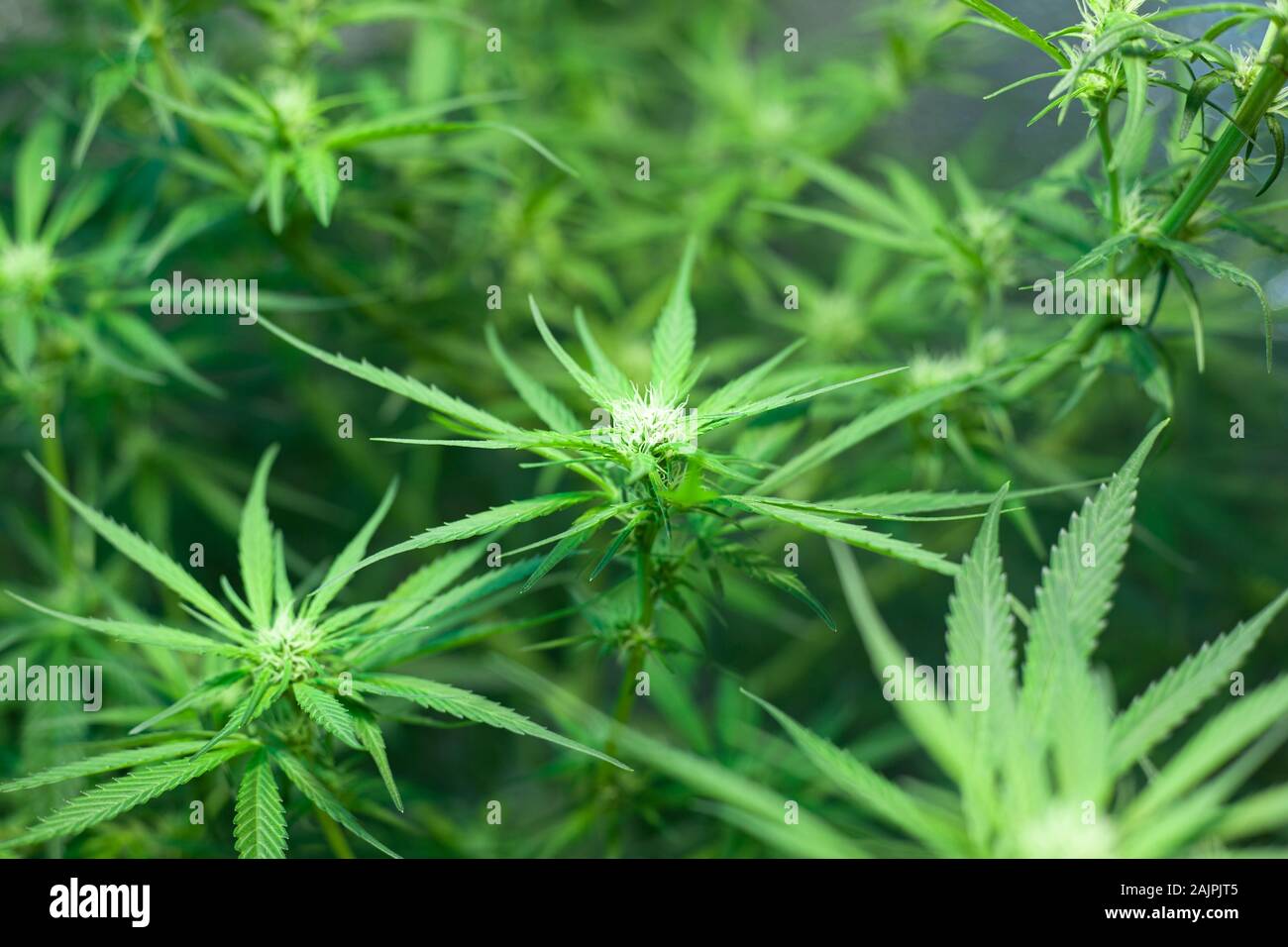 beautiful green flowers of blooming cannabis buds. concept: medical marijuana plant. Stock Photo