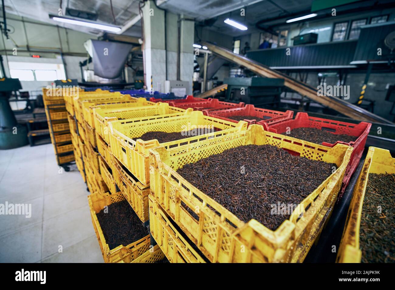 Dried tea leaves. Production line inside tea factory, Sri Lanka. Stock Photo