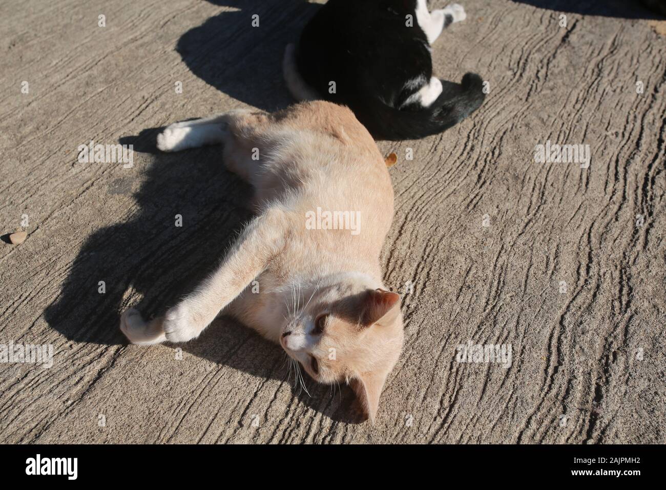street cat in sun bathing Stock Photo