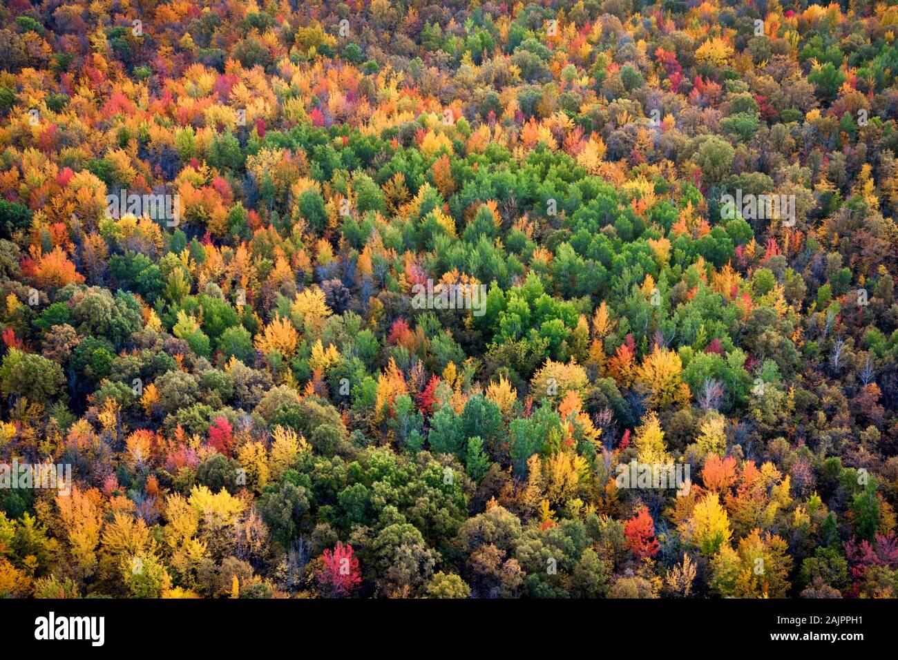 Autumn season background, aerial view of lush maple tree forest showing leaves changing colour during fall season in Quebec, Canada. Stock Photo