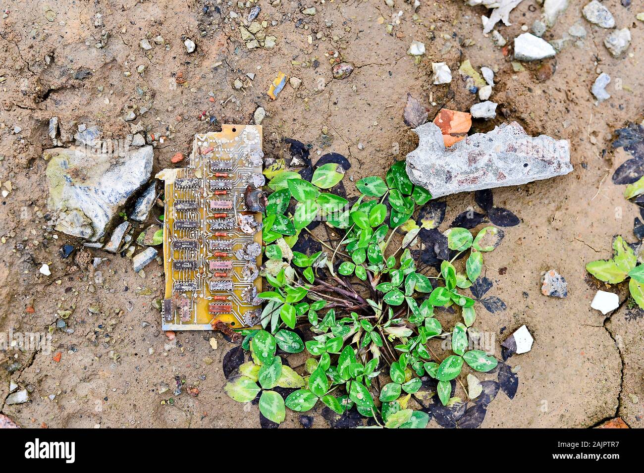 A large chunk of the electric circuit Board lies on the ground next to the green clover Bush and the stone debris Russia, Zheleznogorsk January 2018. Stock Photo