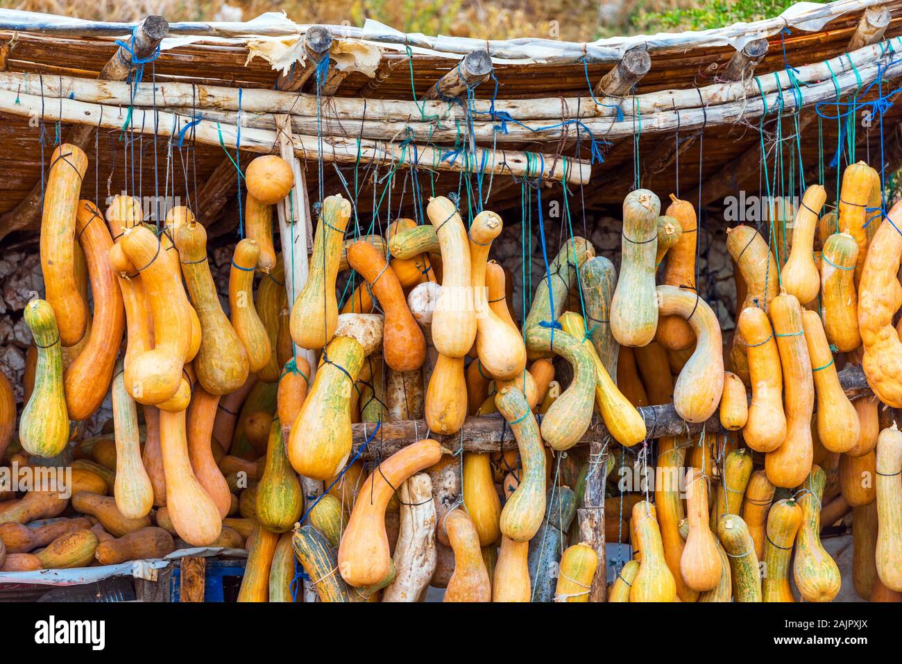 Pumpkin hanging on the ropes in Morocco Stock Photo