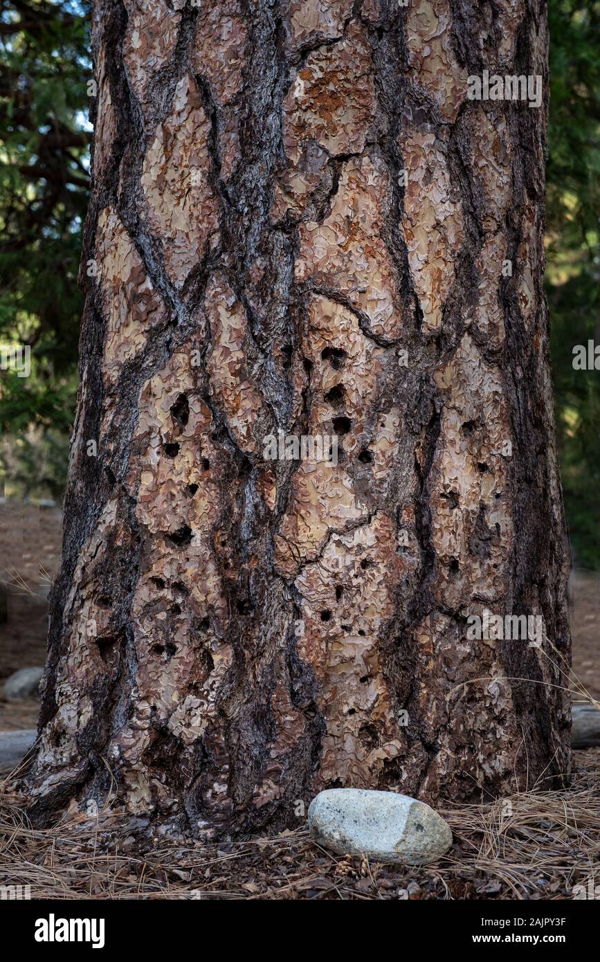 Base of a pine tree with Bark beetle holes. These insects reproduce in the inner bark and kill live trees. Stock Photo