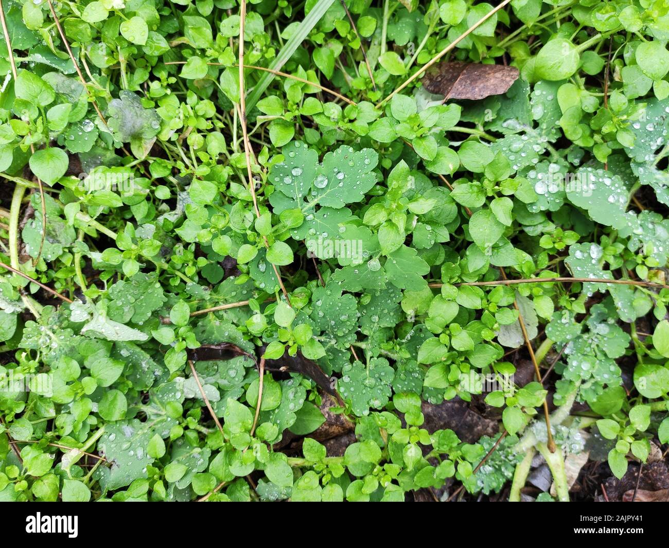 Dew on the green grass. Wet weed leaves Stock Photo Alamy