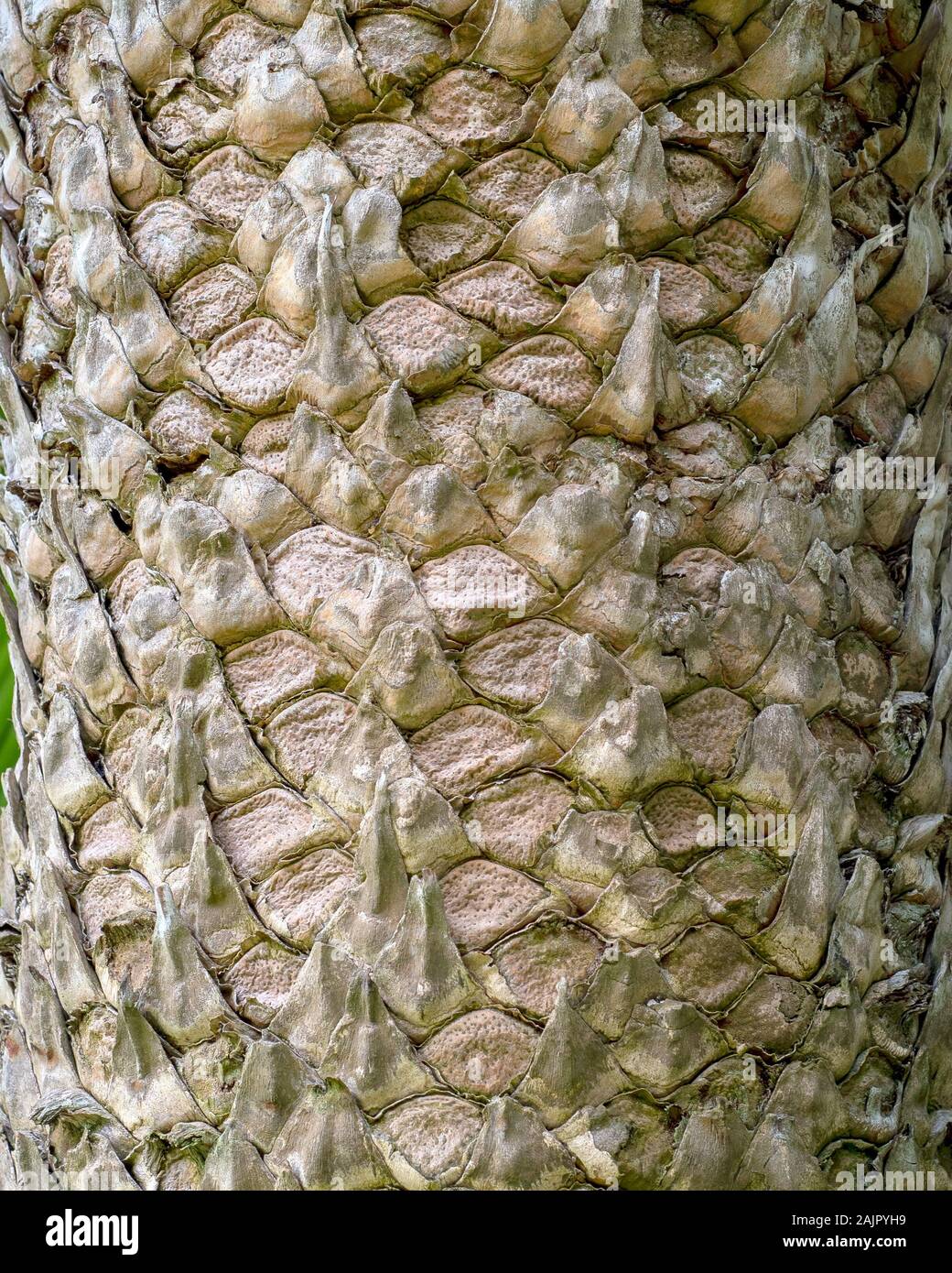 The bark of Encephalartos hildebrandtii, an evergreen, palm-like tree with a stout unbranched bole covered with leaf scars Stock Photo