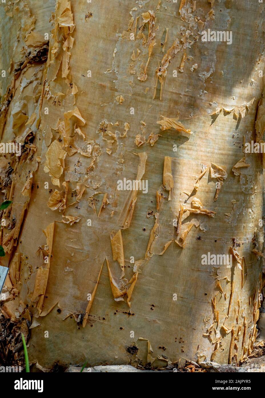 The bark of a Cyphostemma currorii. a is a succulent tree,  pale brown color- texture or background Stock Photo