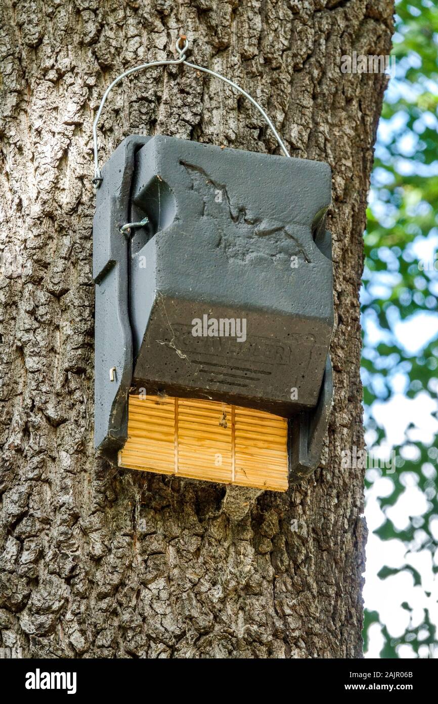 Bat hanging on tree hires stock photography and images Alamy
