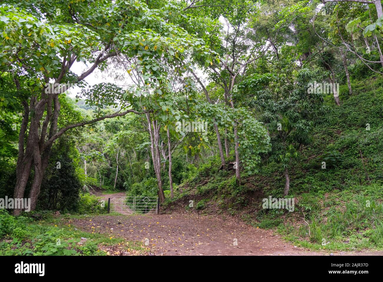 Exploring the jungle of the west coast. Puerto Vallarta, Jalisco. Mexico Stock Photo