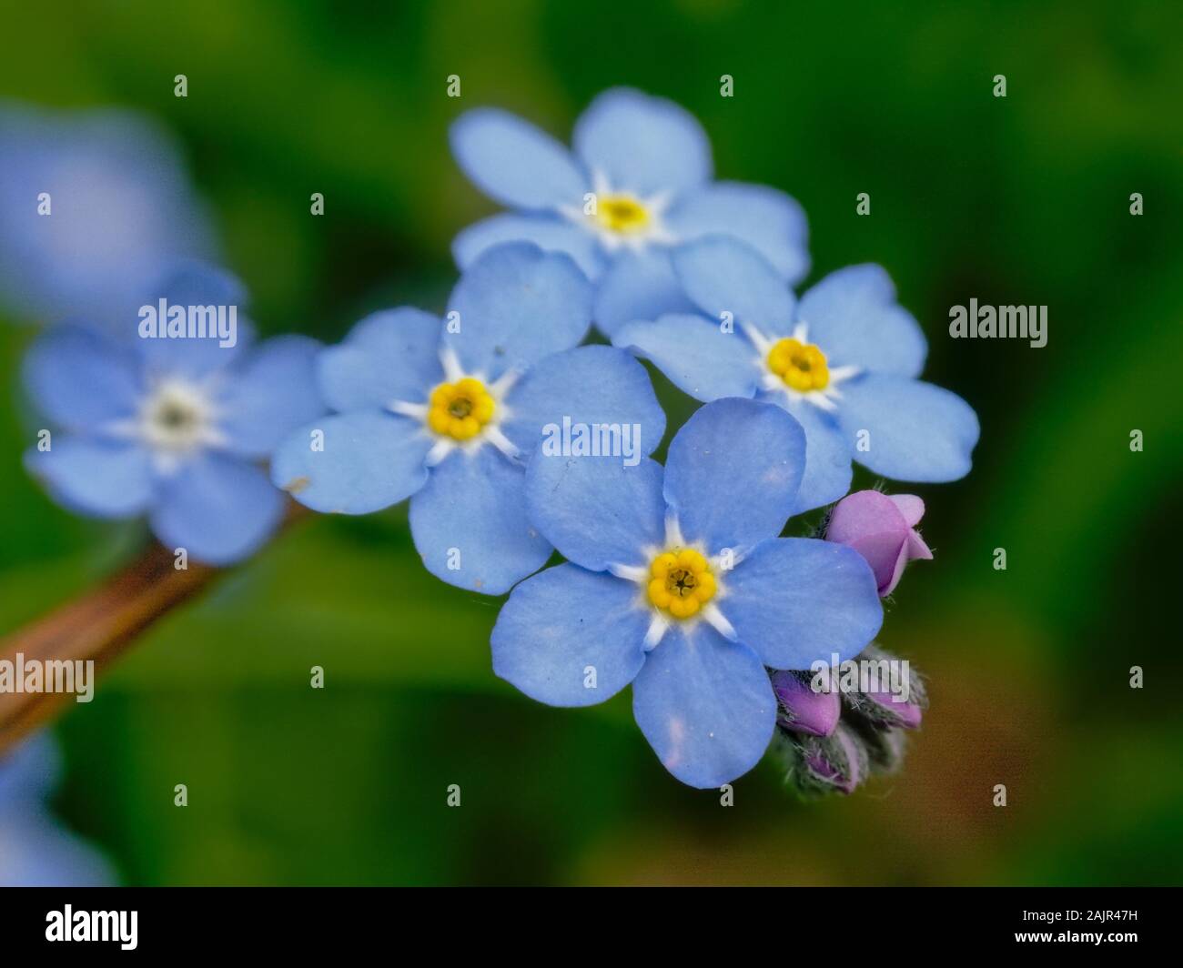 Tiny Bright Blue Forget Me Not Flowers Close Up Selective Focus With Bokeh Green Background Stock Photo Alamy Tiny Bright Blue Forget Me Not Flowers Close Up Selective Focus With Bokeh Green Background Stock Photo Alamy