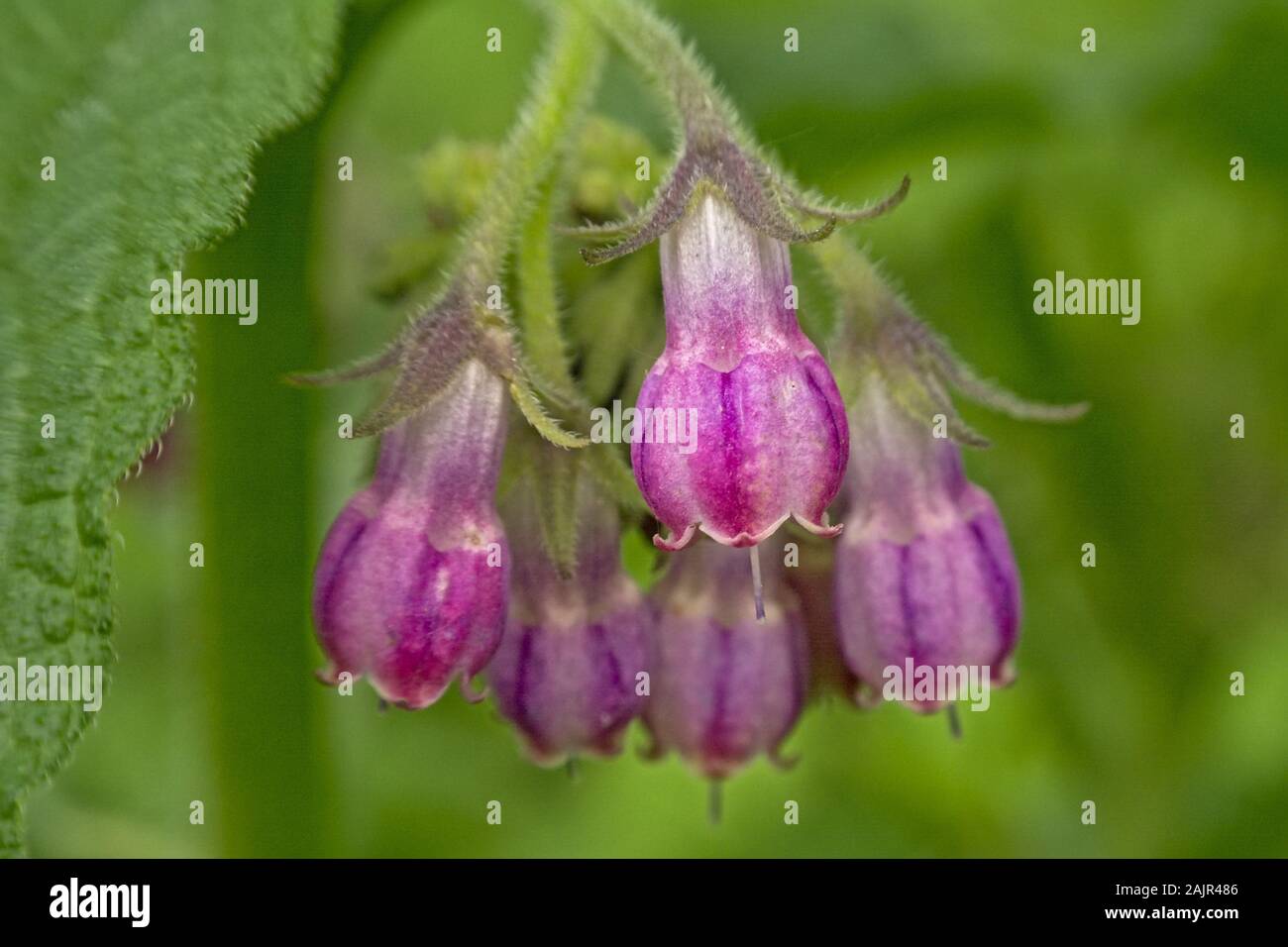 Macro of purpke flowerisof comfrey herb Symphytum officinale, selective ffocus with green bokeh background Stock Photo