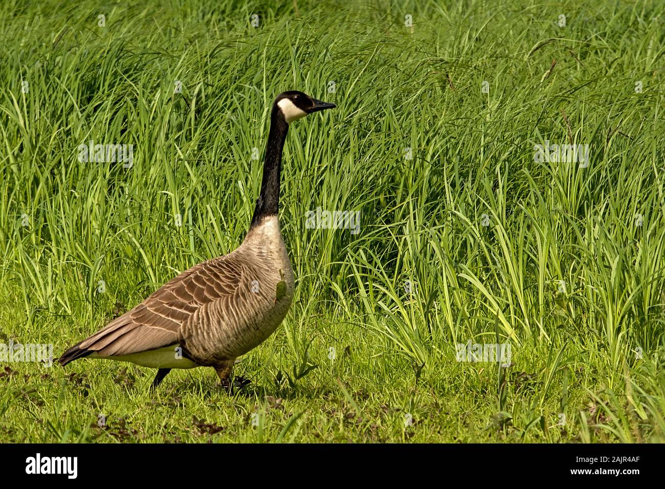 Canada goose walking in a field with high green grass in Bourgoyen nature  reserve, Ghent, Belgium Stock Photo - Alamy