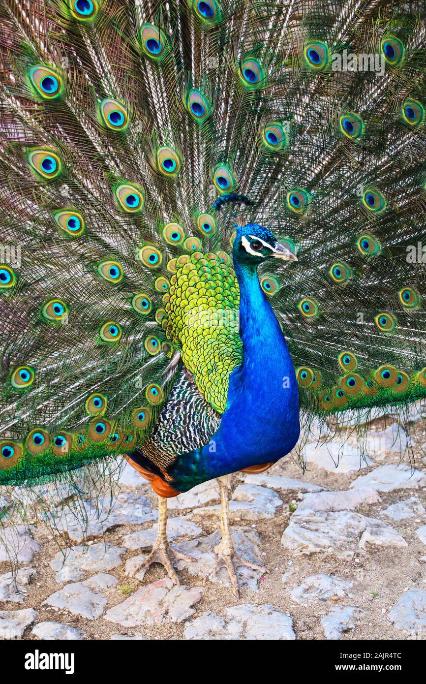 Beautiful peacocks hi-res stock photography and images - Alamy