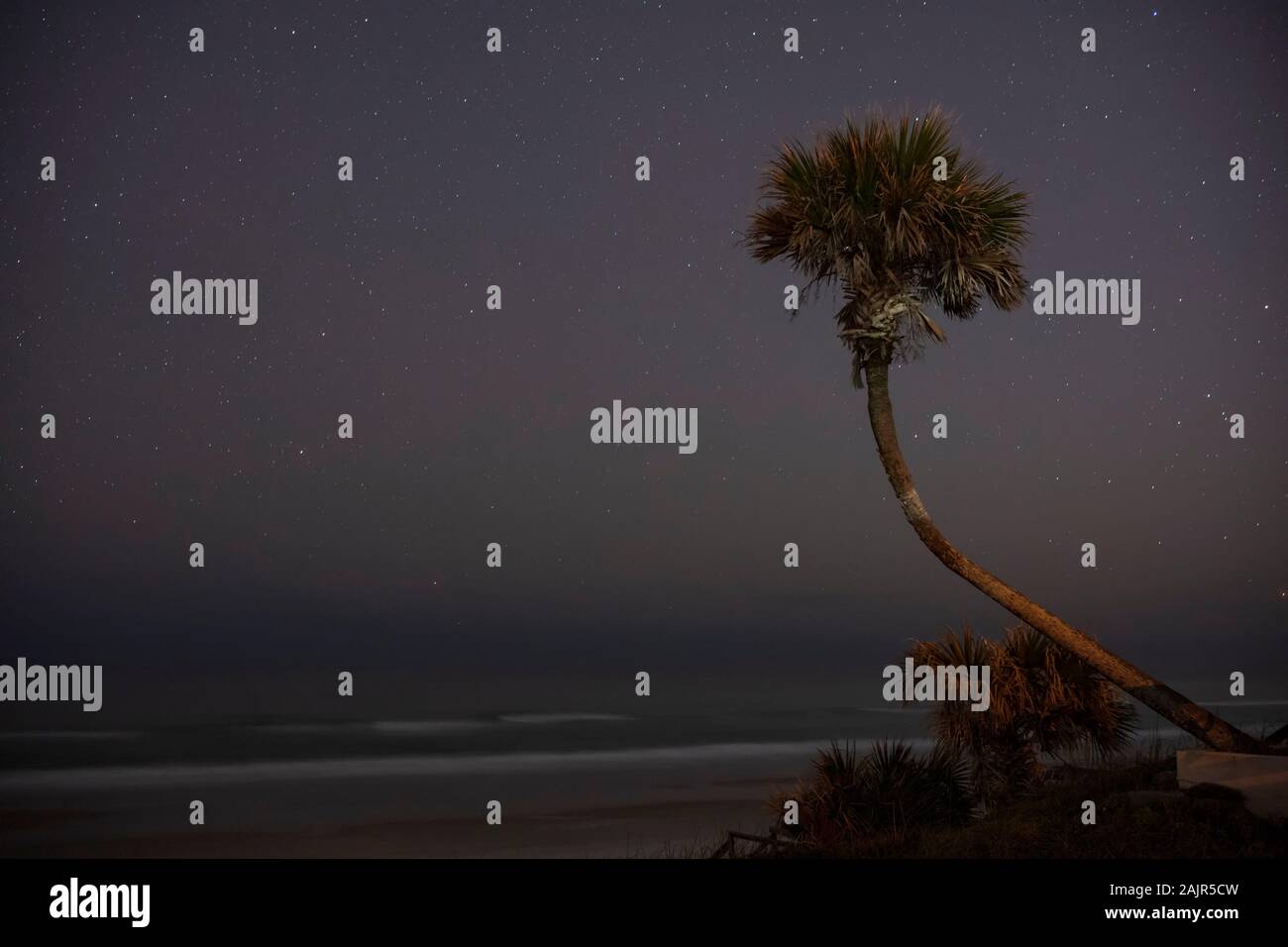 A palm tree grows along the Atlantic coast, photographed during a clear