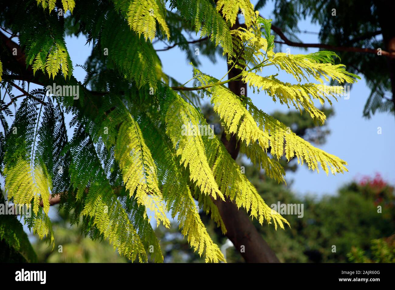 Palisanderholzbaum (Jacaranda mimosifolia), Kyrenia/Girne, Türkische Republik Nordzypern Stock Photo