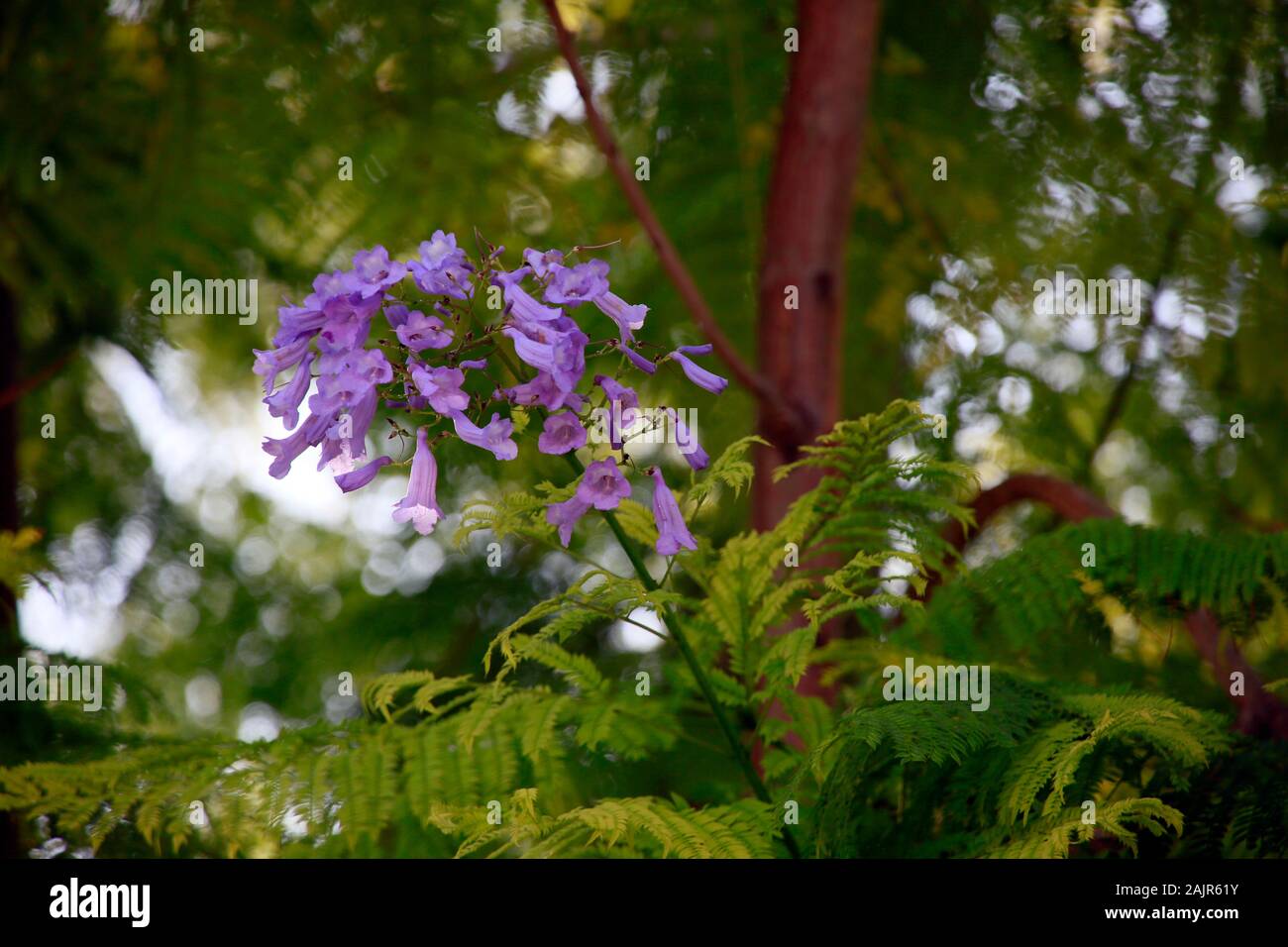 Palisanderholzbaum (Jacaranda mimosifolia), Kyrenia/Girne, Türkische Republik Nordzypern Stock Photo