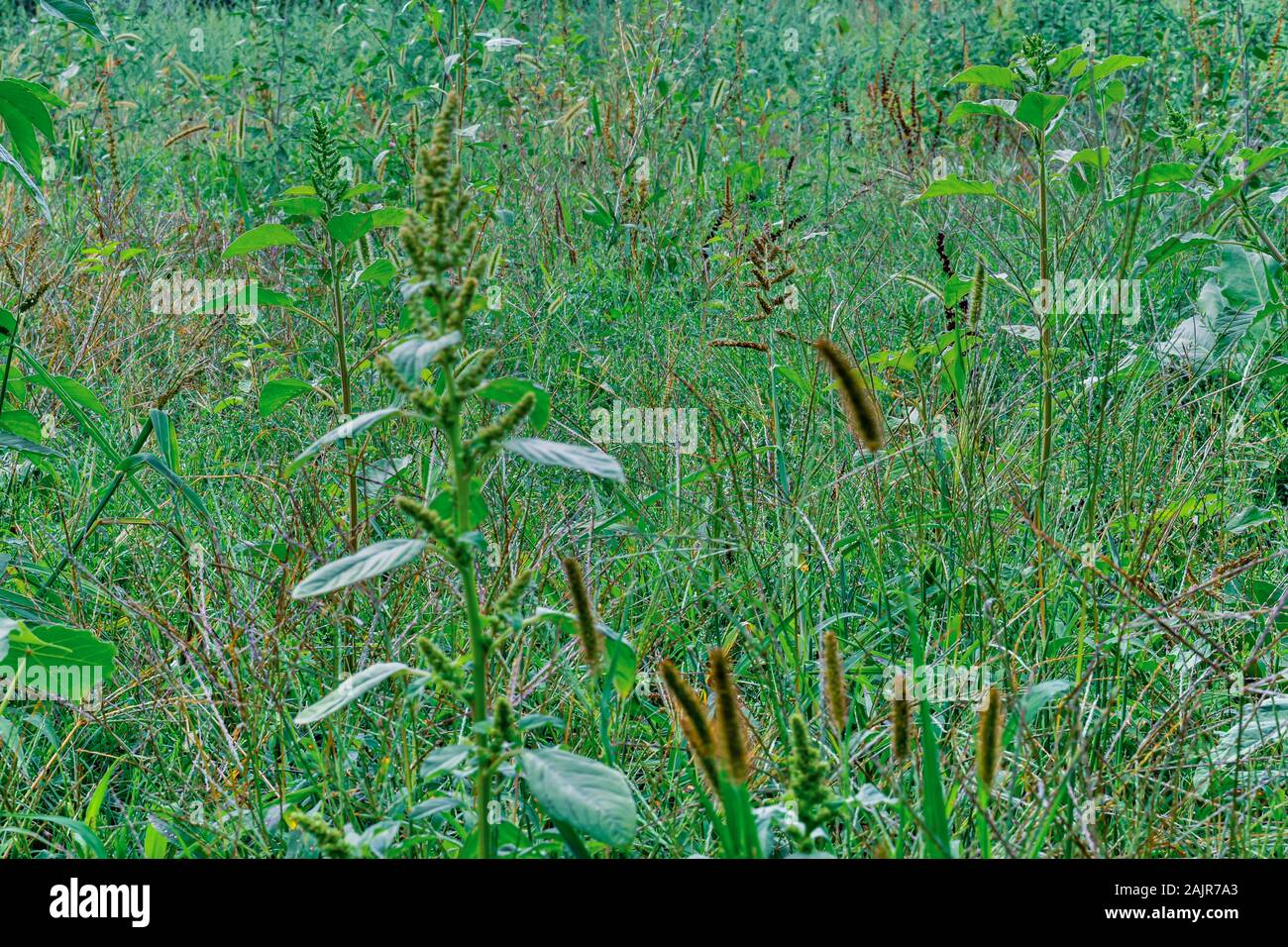 grassy land of Poaceae or Gramineae for pasture field and livestock forage production,hdr image Stock Photo