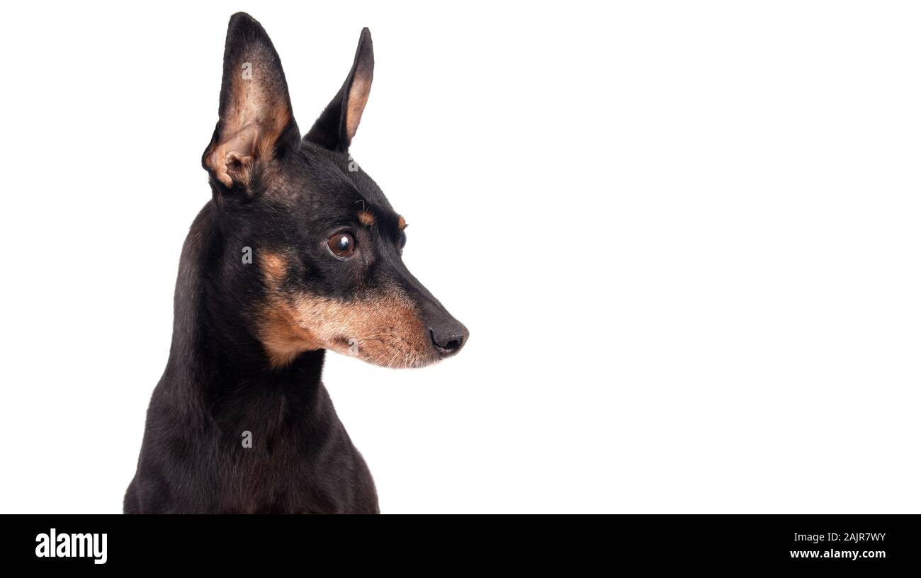 Portrait of a  black male German Pinscher dog breed  isolated over white background Stock Photo
