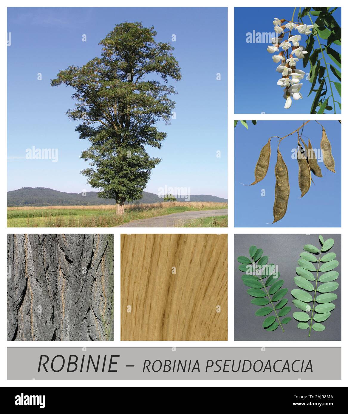 robinia, acacia, shamacacia, robinia pseudoacacia, False Acacia, Locust Tree, Black Locust Stock Photo