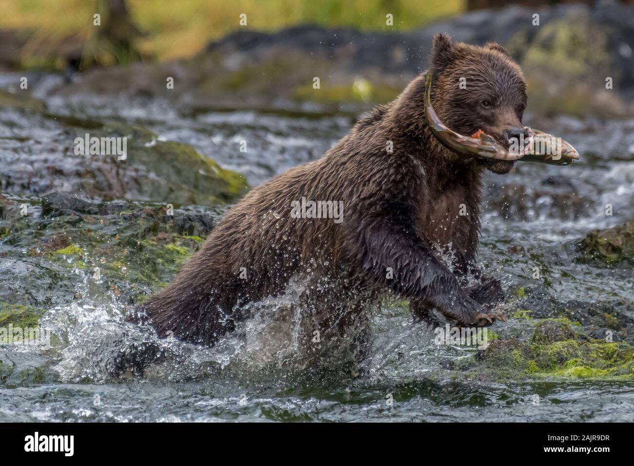 Coastal Brown (Grizzly) Bear (Ursus arctos horribilis) running through an Southeastern Alaskan river carrying a salmon. Stock Photo