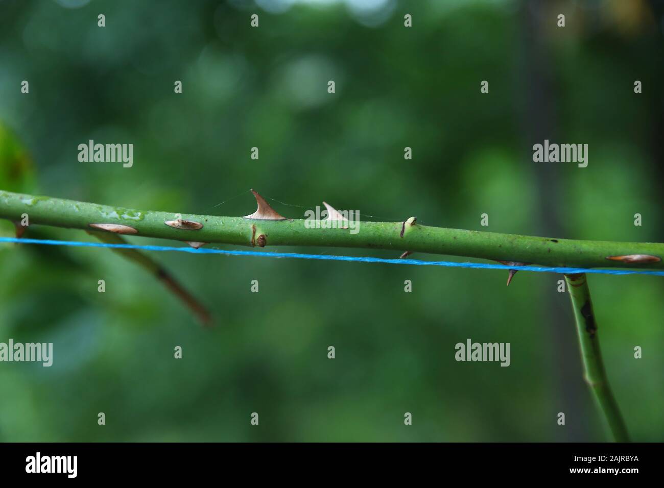 stem of rose bush with thorns . part of the stem roses with thorns