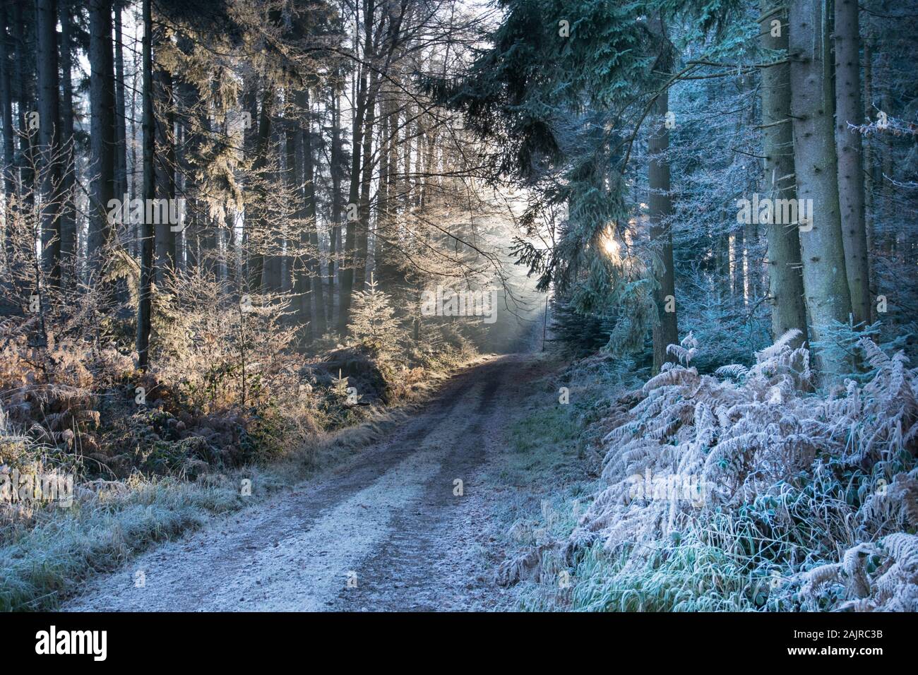 frozen black forest in germany near freiamt Stock Photo