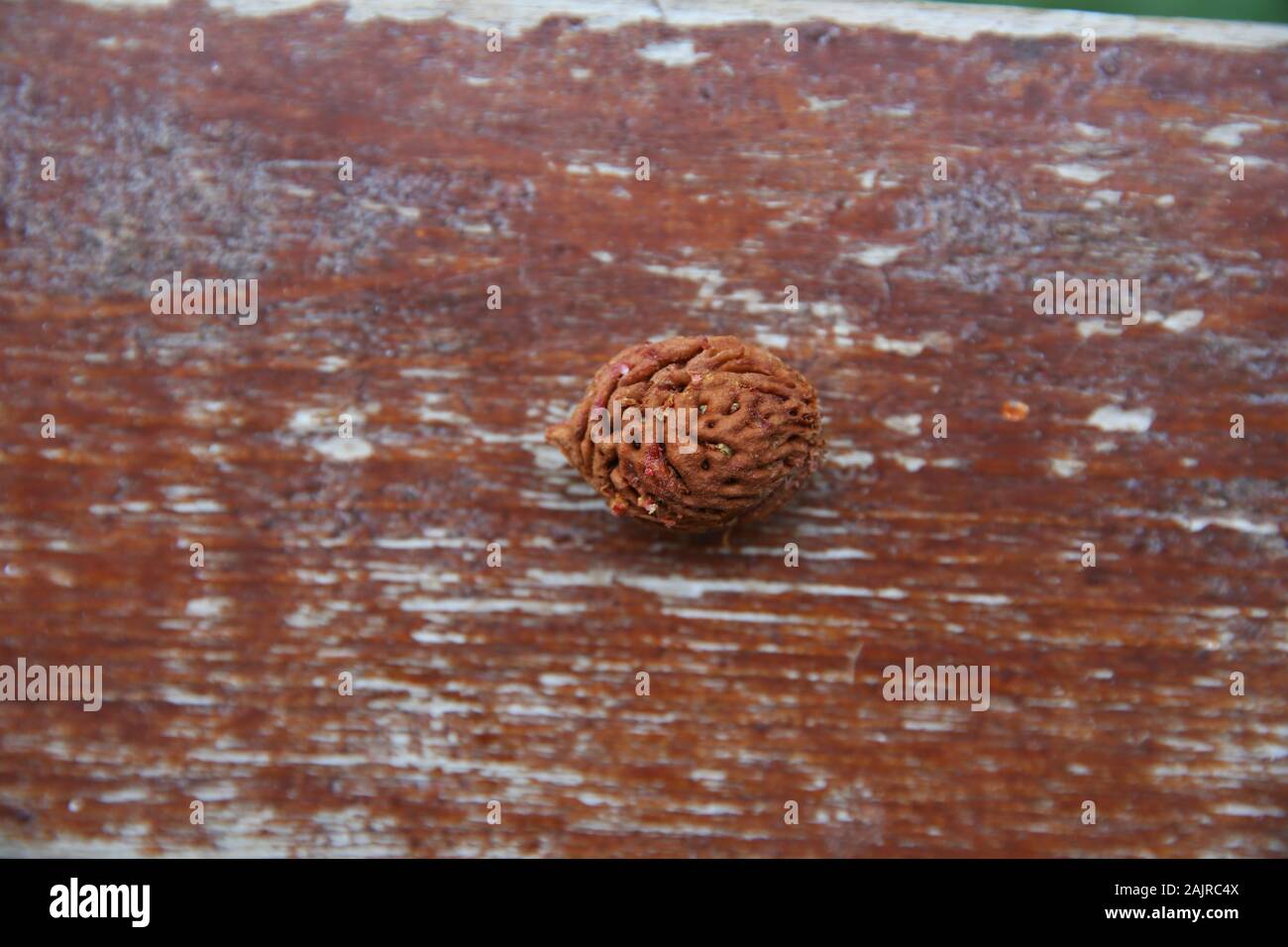 Nectarine Pit High Resolution Stock Photography And Images Alamy