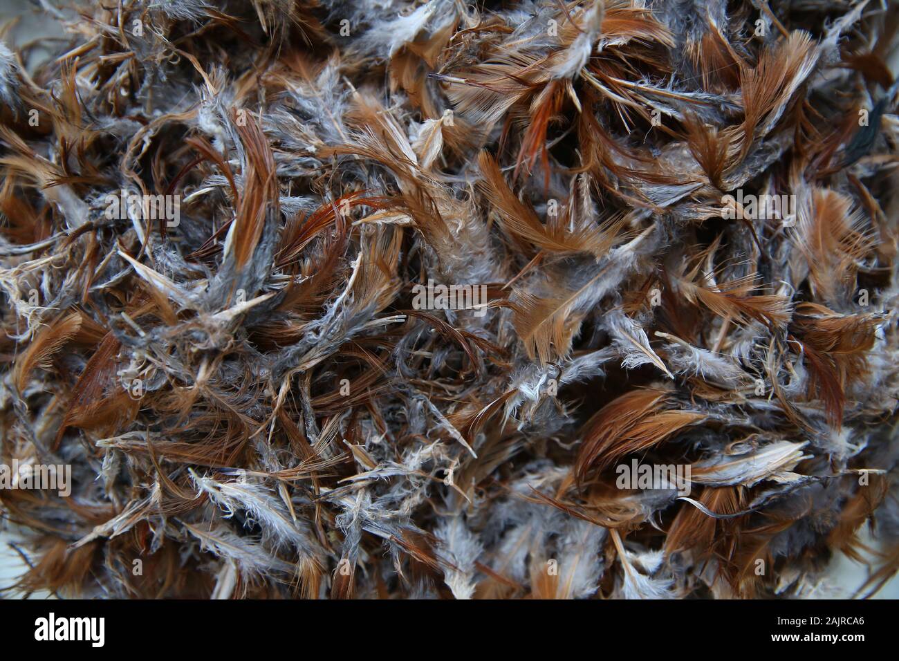 Huge collection of brown chicken feathers. Plumage carpet