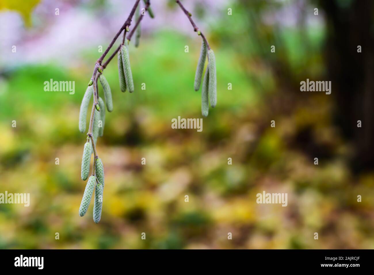 Hazel tree sprig hires stock photography and images Alamy