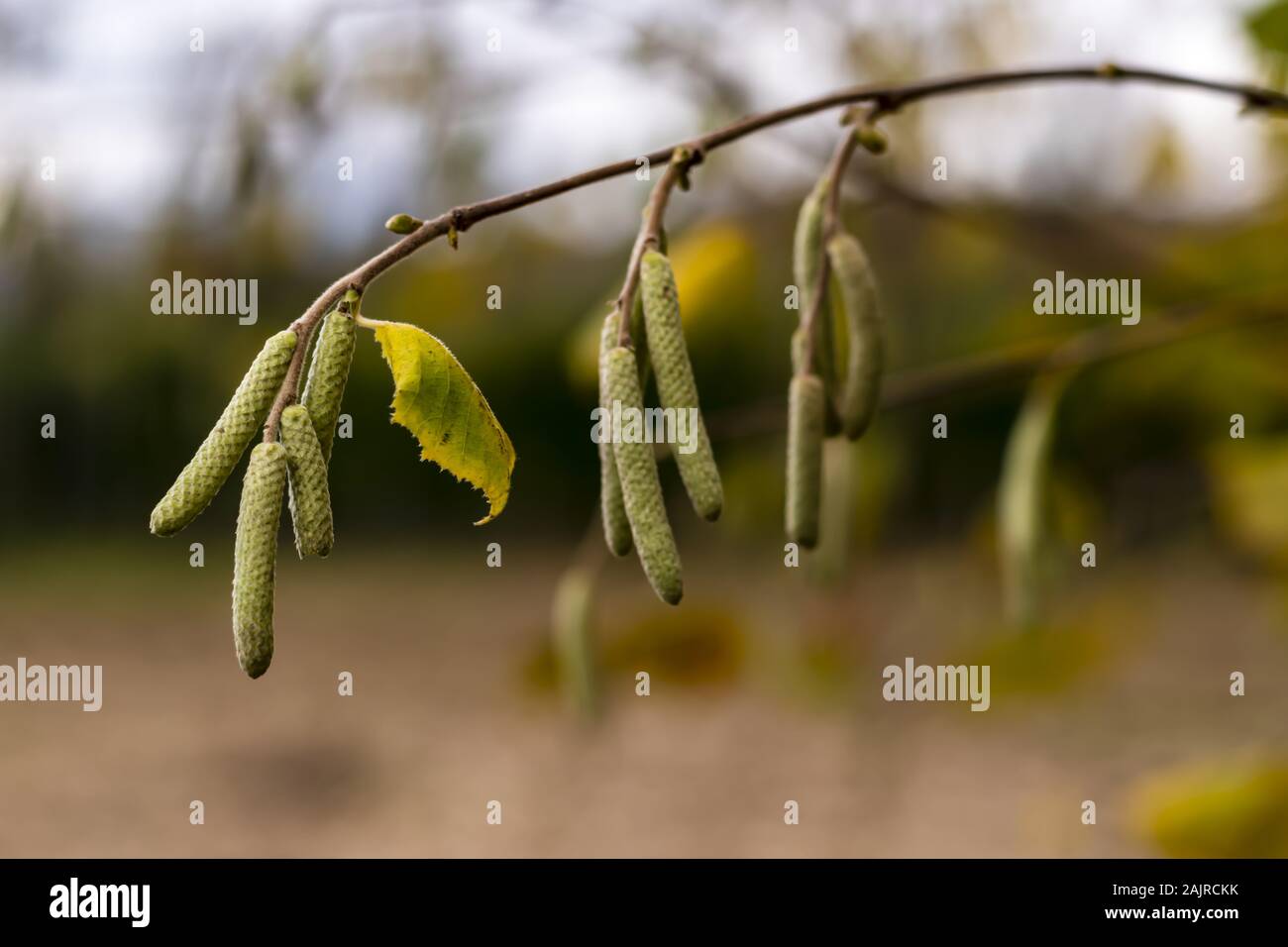 Hazel tree flower hires stock photography and images Alamy