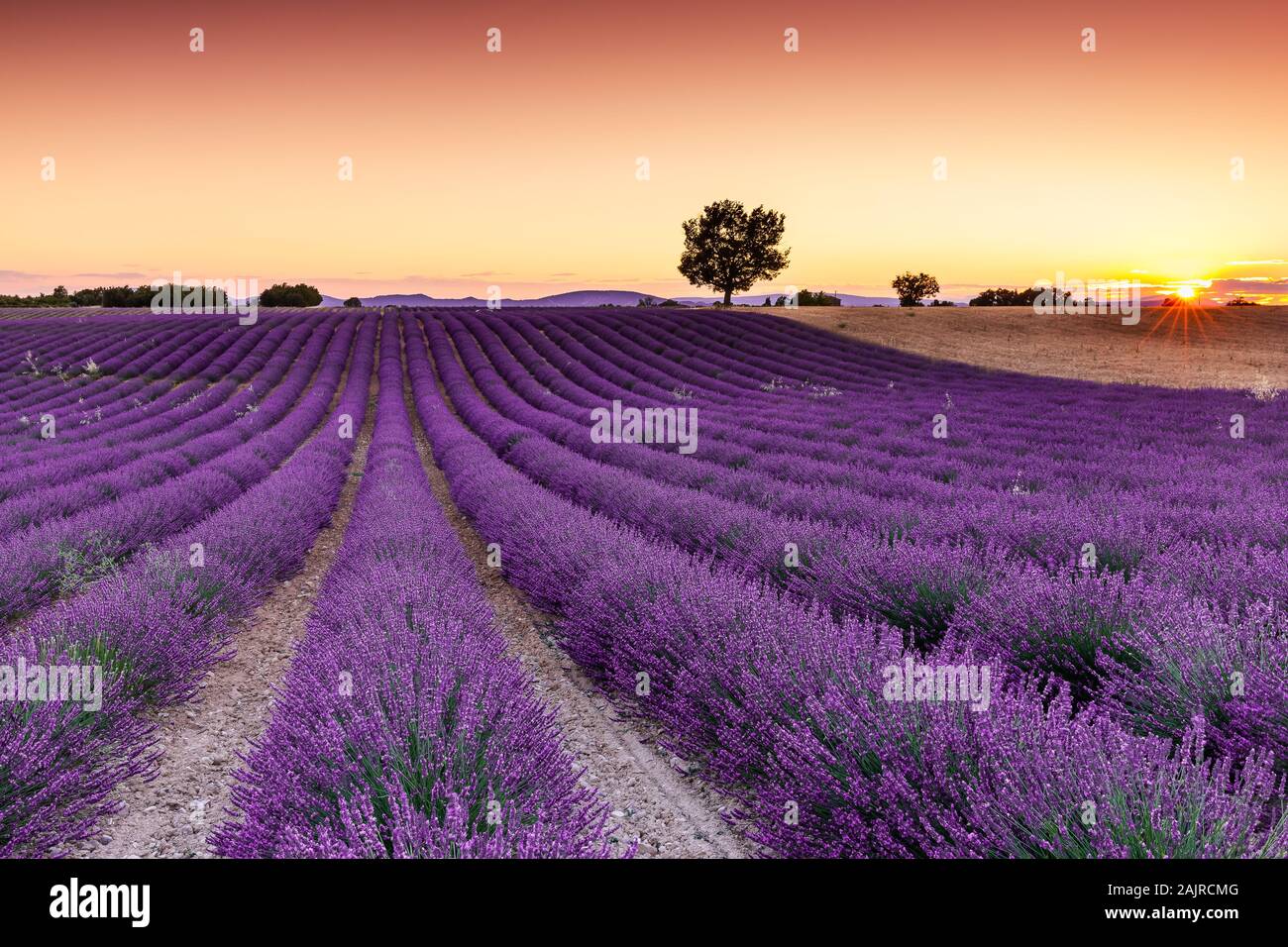 Provence, France. Lavender fields on the Plateau of Valensole. Stock Photo