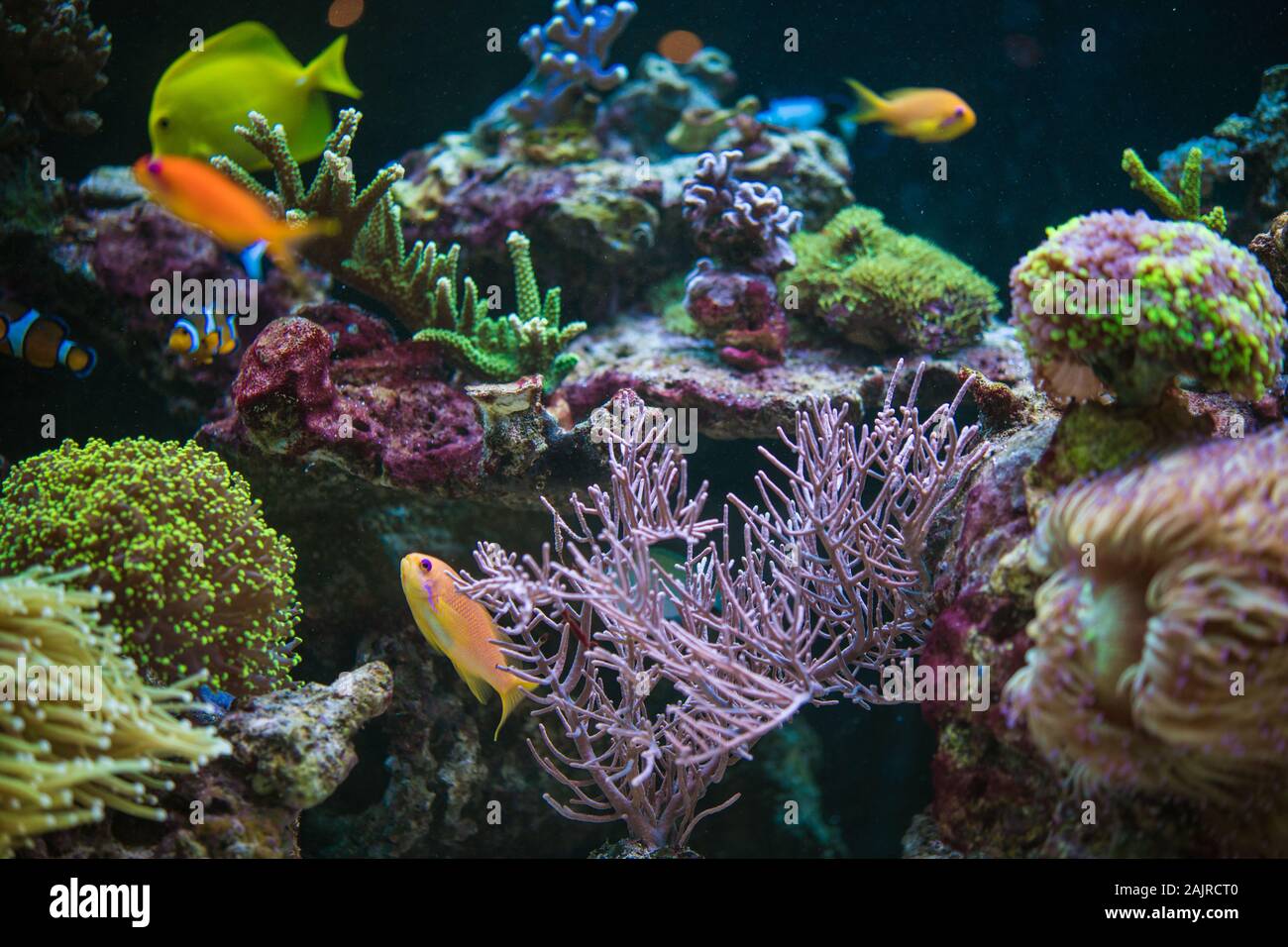 Reef and Tropical Fishes Hobby. Colorful Marine Plants and Animals in the Marine Aquarium. Stock Photo
