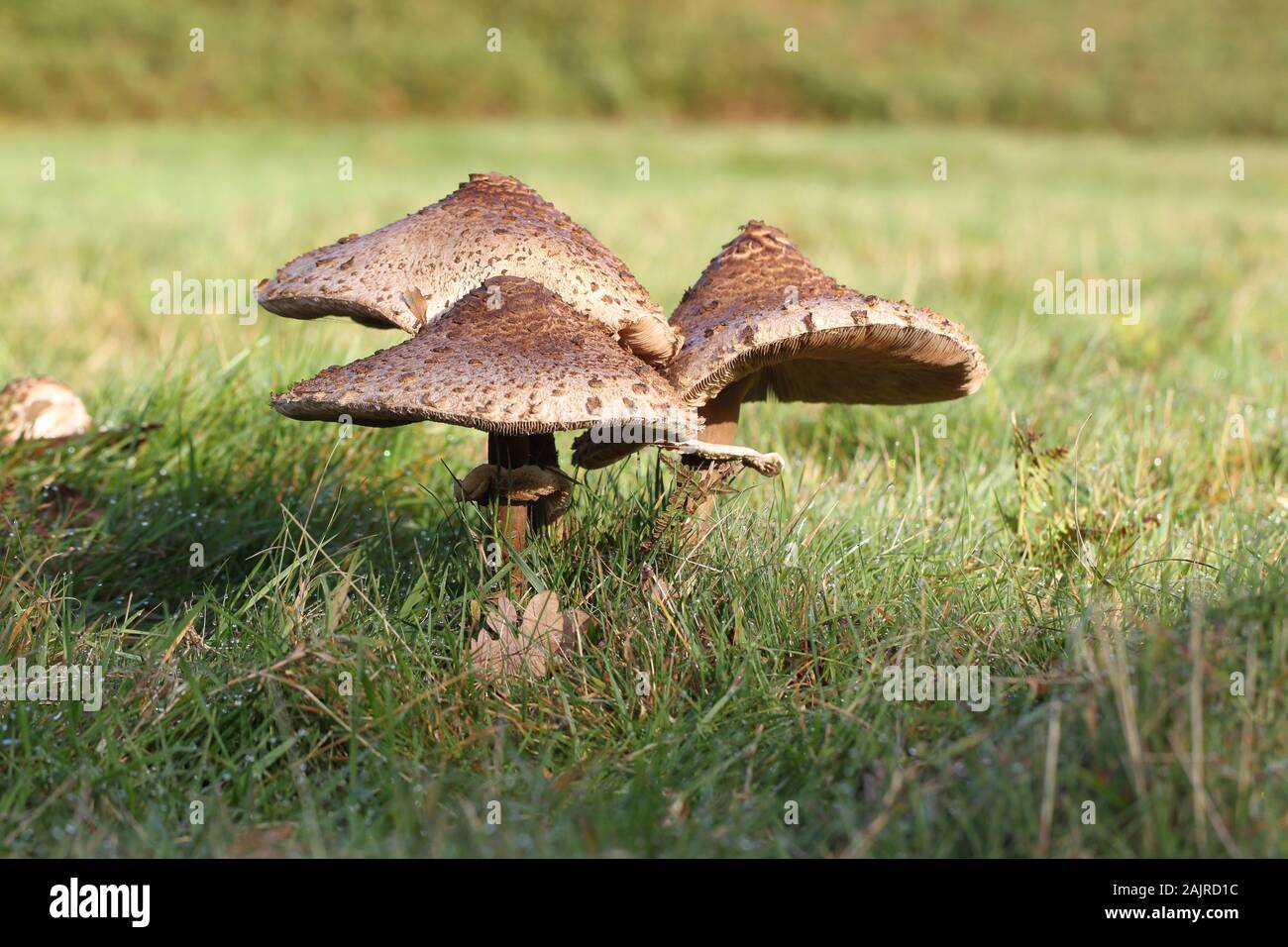 The Parasol mushroom, Macrolepiota procera Stock Photo