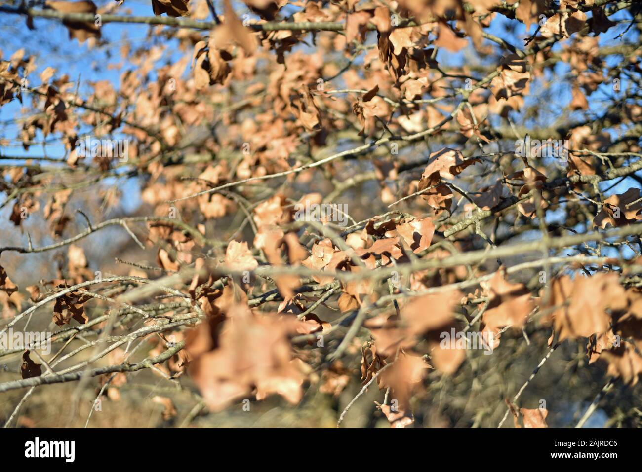 Leaves on a Tree in Winter Stock Photo