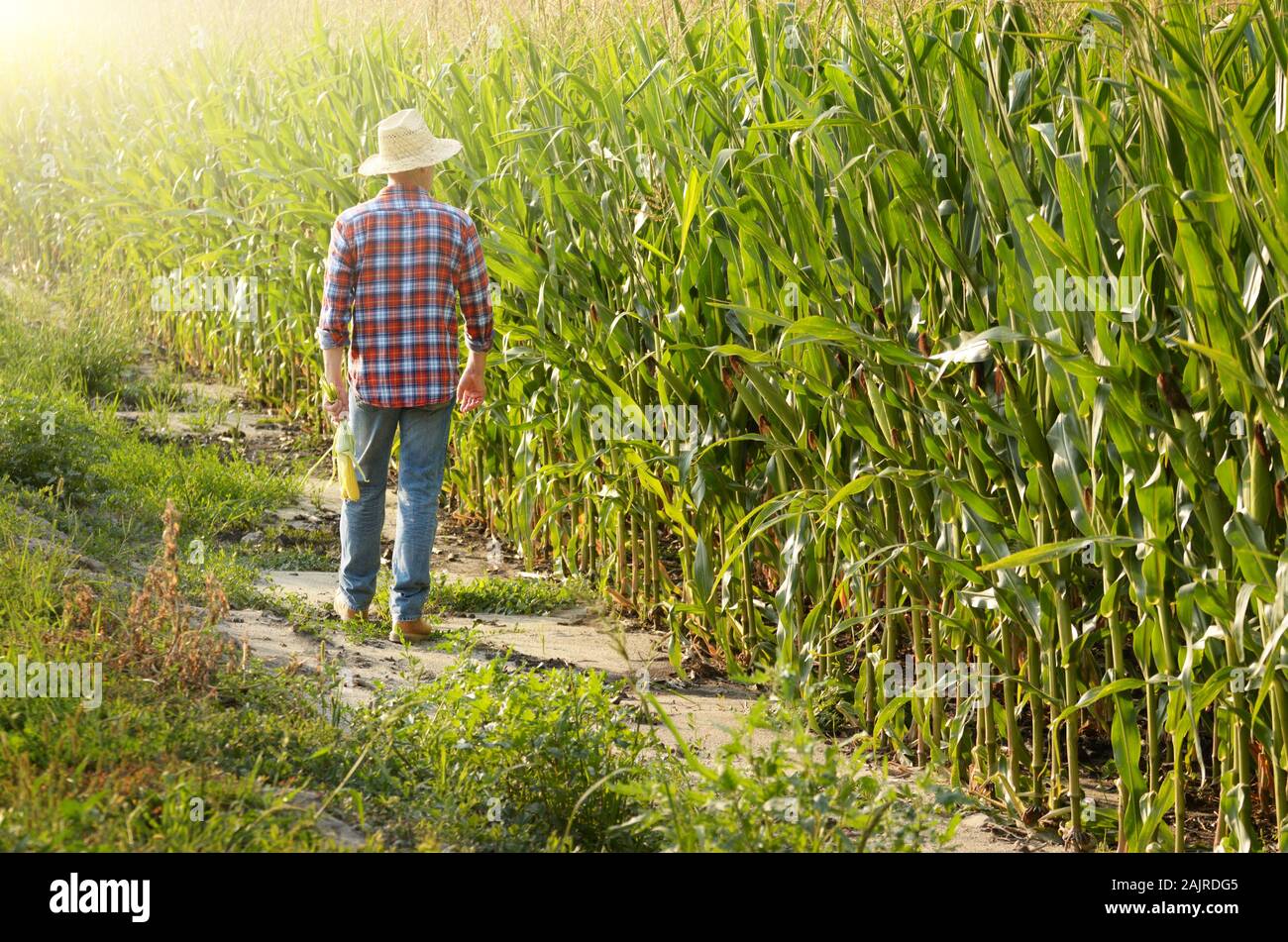 Middle age caucasian farm worker walking along maize corn field for