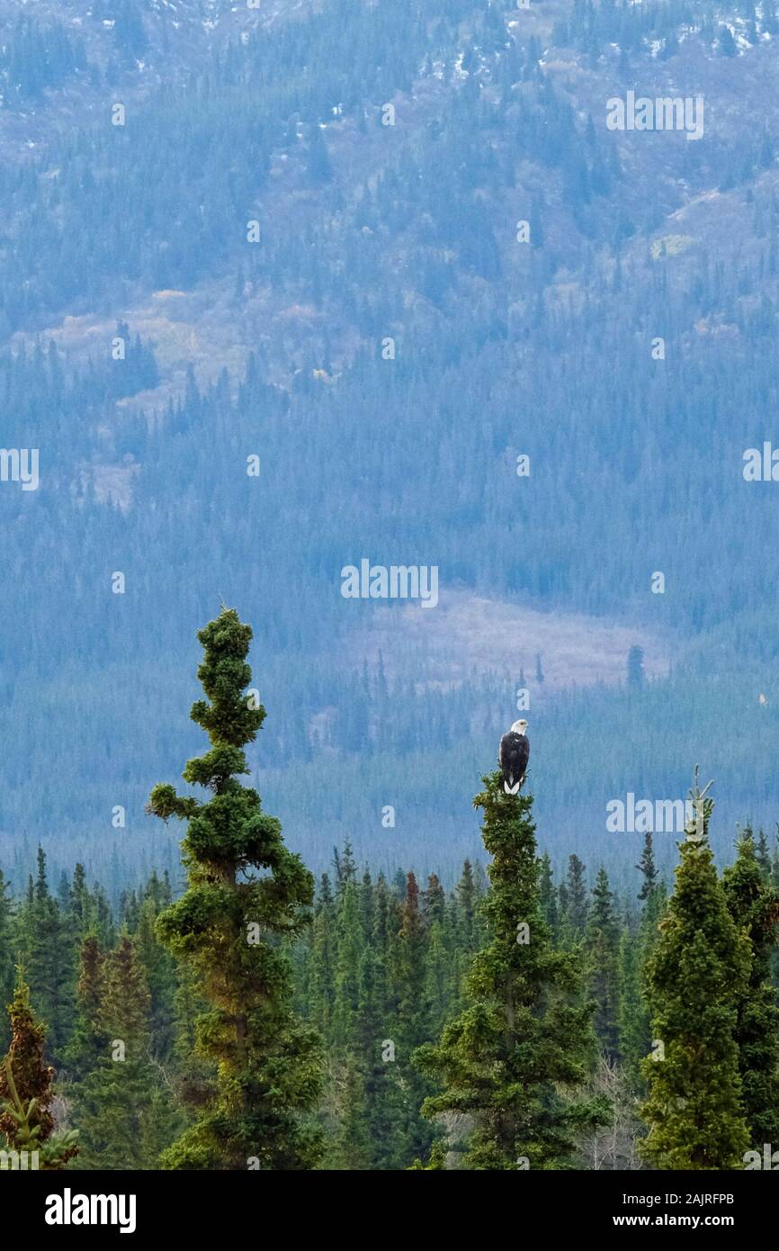 Bald Eagle Perched Along the Alaska Highway Stock Photo