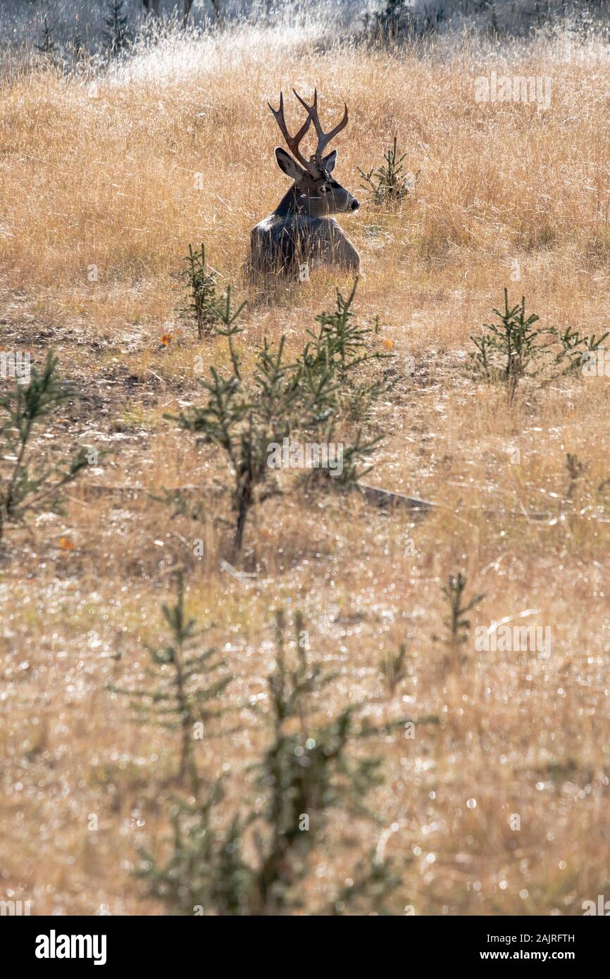 Mule Deer  - Yukon Wildlife Preserve Stock Photo