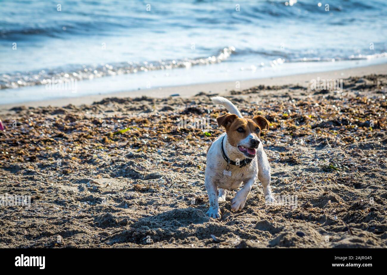 jack russel dog  playing on the beach in summer morning Stock Photo