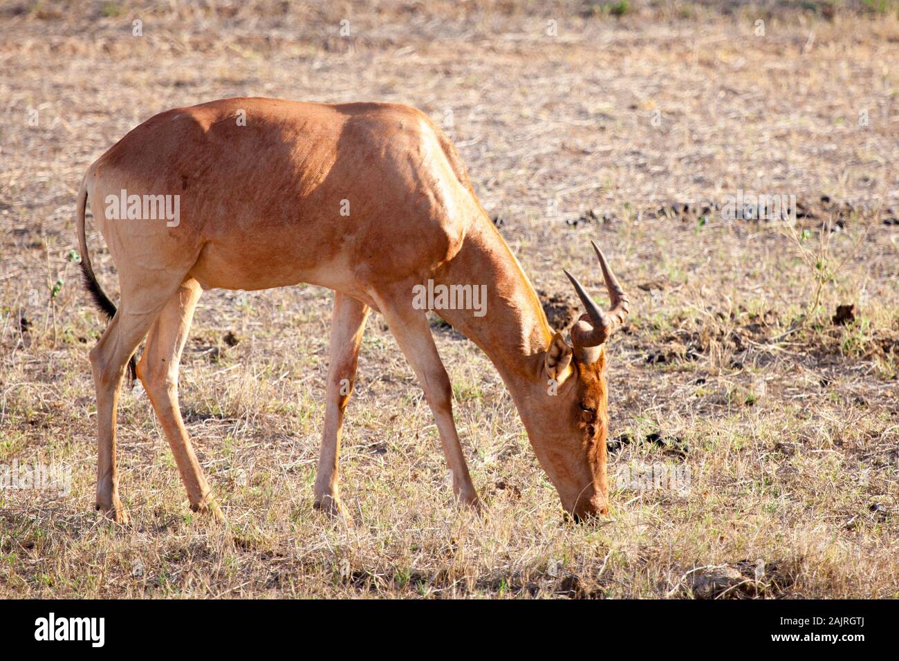 Antelope eating grass in the scenery of the savannah in Kenya Stock