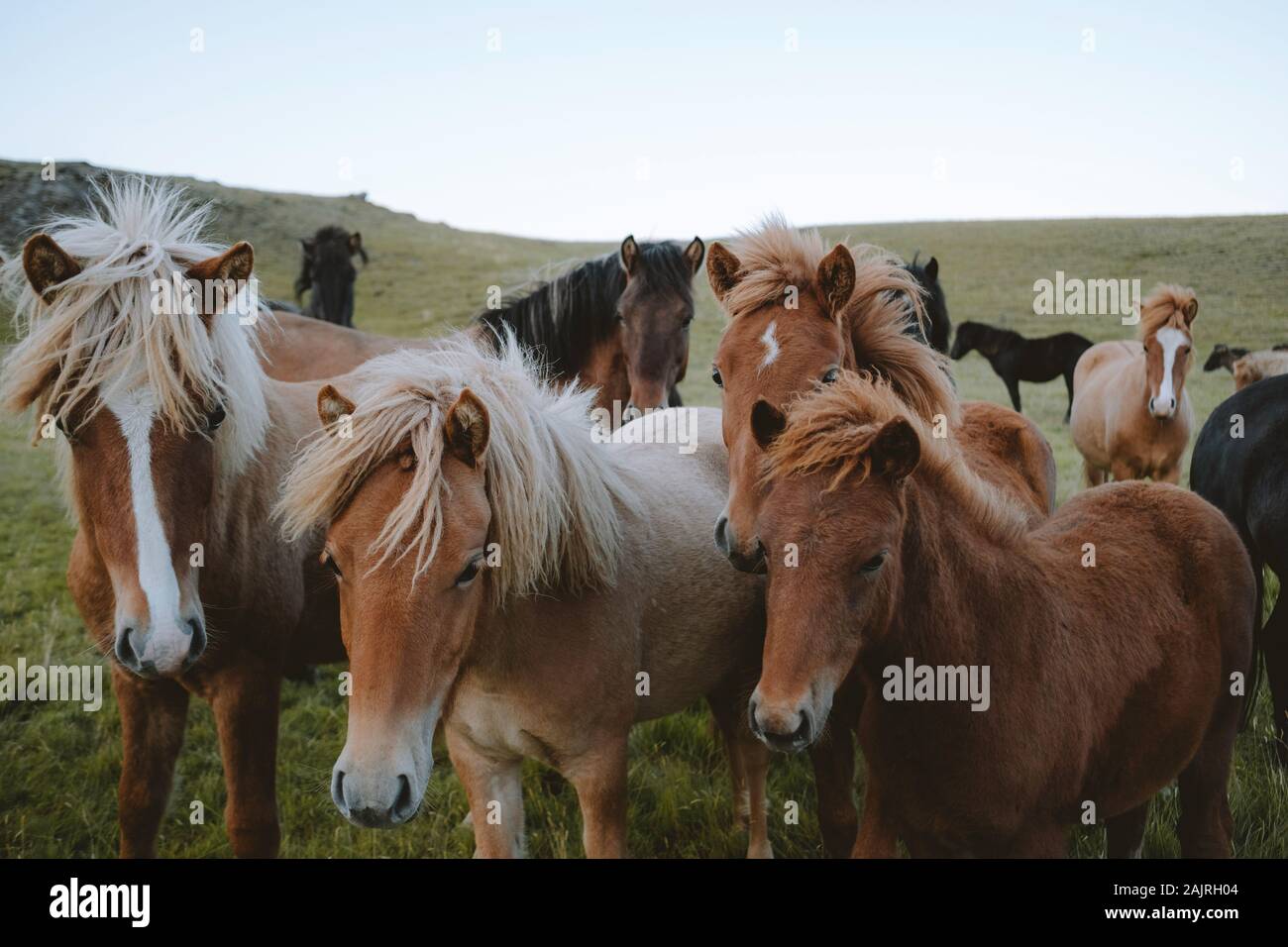 Friendly horses grouped together in field with dramatic sunrise light Stock Photo