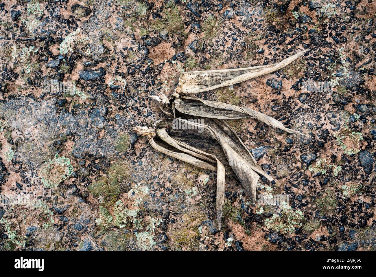 Plant crack pavement hi-res stock photography and images - Alamy